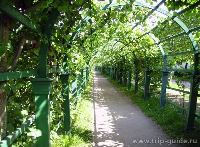 Зелёная арка в Верхнем саду