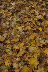 Покров из желтых листьев в золотую осень