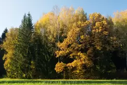 Золотая осень в Павловске, фото 64