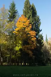 Золотая осень в Павловске, фото 5