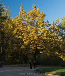 Золотая осень в Павловске, фото 56