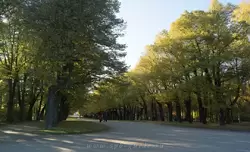Тройная липовая аллея в Павловском парке