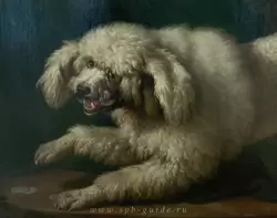 Пудель Мустафа — любимая собака графини С.В. Строгановой на экране для камина в Картинной галерее