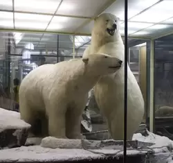 Белые медведи в Зоологическом музее