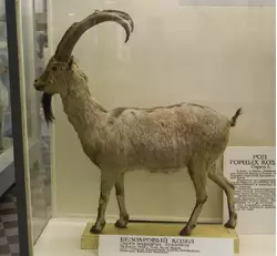 Безоаровый козел