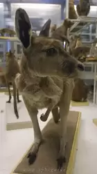 Болотный валлаби (кенгуру) в Зоологическом музее