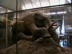 Фото Зоологического музея, мамонт