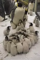 Гнездовая колония императорских пингвинов в Зоологическом музее