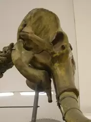 Голова мамонта