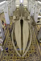 Горбатый кит — скелет в Зоологическом музее
