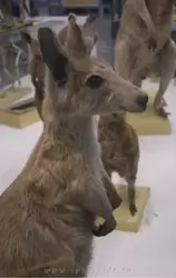 Горный исполинский кенгуру