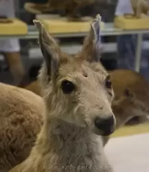 Горный исполинский кенгуру в Зоологическом музее