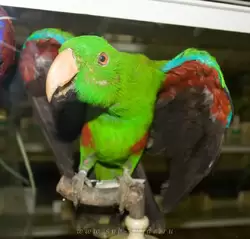 Гвинейский попугай