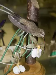 Мраморная колибри