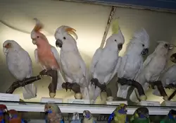 Попугаи какаду