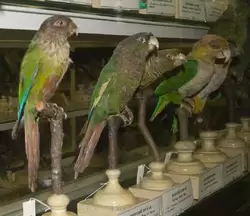 Попугаи в Зоологическом музее