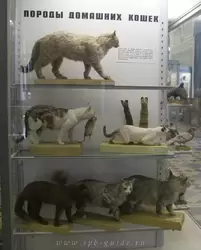 Породы домашних кошек в Зоологическом музее