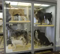 Породы собак в Зоологическом музее
