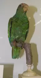 Пуэрториканский попугай