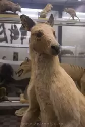 Серый гигантский кенгуру в Зоологическом музее