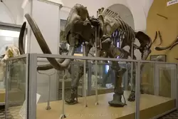 Скелет Ленского мамонта в Зоологическом музее