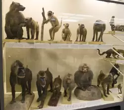 Стенд с обезьянами