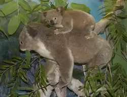 Сумчатый медведь или коала