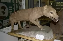 Сумчатый волк в Зоологическом музее
