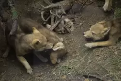 Волки в Зоологическом музее