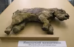 Ямальский мамонтенок