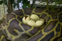 Змея в Зоологическом музее
