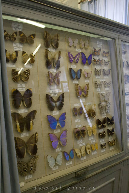 Зоологический музей, экспозиция бабочек