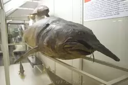 Зоологический музей, рыба калуга — семейство осетровые