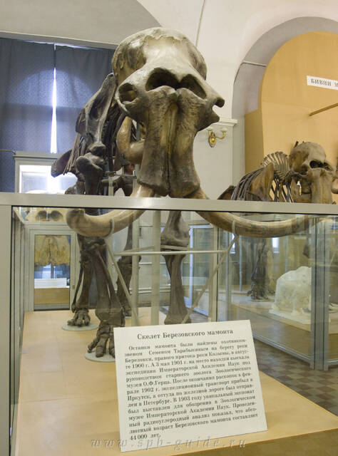Зоологический музей, скелет Березовского мамонта