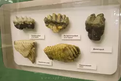 Зубы в Зоологическом музее