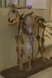Скелет двухголового телёнка