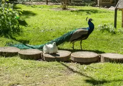 Павлин и белый голубь в мини-зоопарке