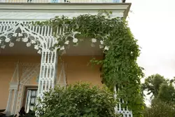 Декоративный виноград, дворец «Коттедж»