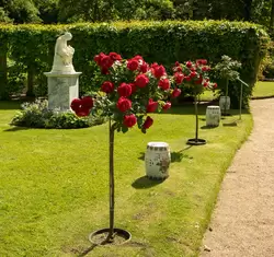 Красные розы и вазы-табуретки в Собственном саду Фермерского дворца