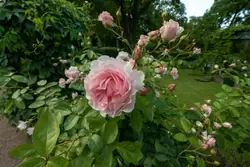 Парк Александрия, роза у дворца «Коттедж»