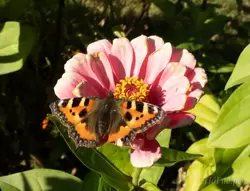 Бабочка на цветке Цинния