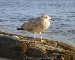 Крестовский остров, чайка на пляже