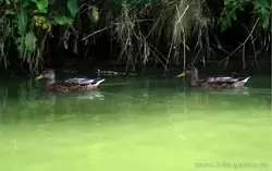 Утки на пруду
