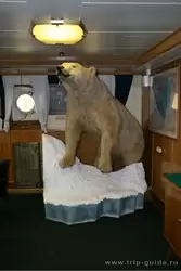 Белый медведь ледокола «Красин»