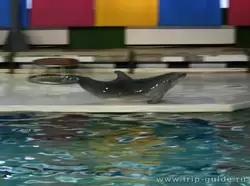 Дельфин афалин в дельфинарии Санкт-Петербурга