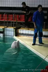 Дельфинарий Санкт-Петербурга, кит и тренер