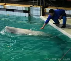 Дельфинарий Санкт-Петербурга, кит и тренер