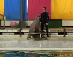 Дельфинарий Санкт-Петербурга, моржи умеют говорить и даже петь