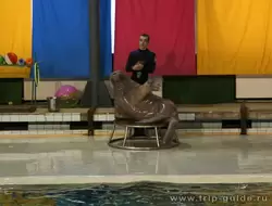 Дельфинарий Санкт-Петербурга, моржиха и любимый тренер