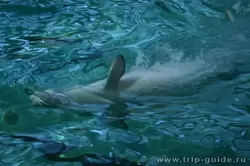 Дельфинарий Санкт-Петербурга, привет зрителям передает кит